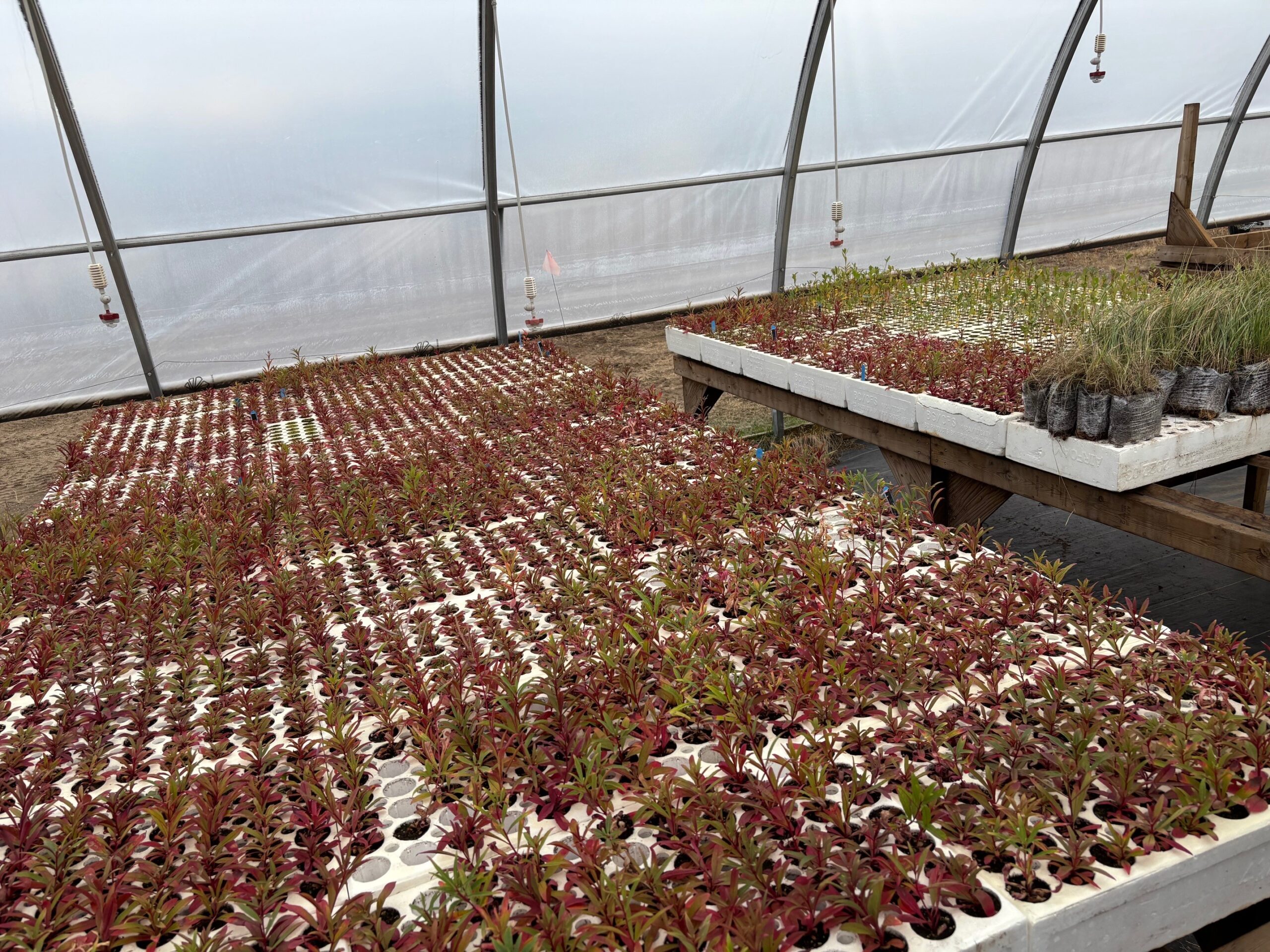 Growing native plants to heal land at Indigenous owned nursery in British Columbia